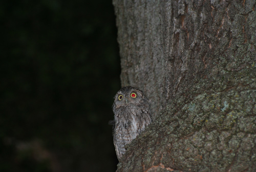 baby screech owl